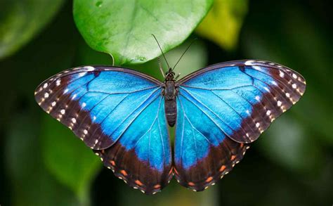 La Rivolta delle Farfalle Blu: Un'Esplosione di Arti e Profezie nel Cuore della Muisca